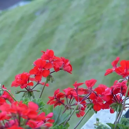 Jagdhof Pure Mountain Apartment *